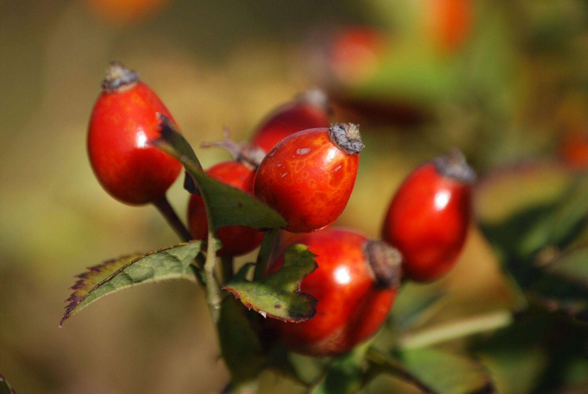 Hagebutten die Gesunde Frucht