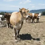 Kuhmilch besser als Ihr Ruf