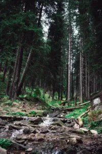 schweizer Waldschutz Urwalden