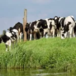 Methanemissionen in der Viehzucht