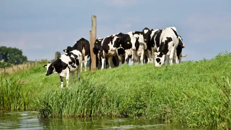 Methanemissionen in der Viehzucht