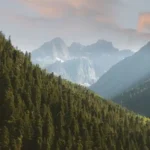 Killt Stickstoff den Schweizer Wald?