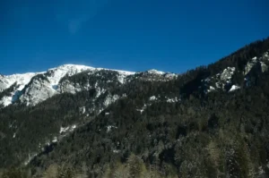 Klimaschutz durch Aufforstung in der Schweiz