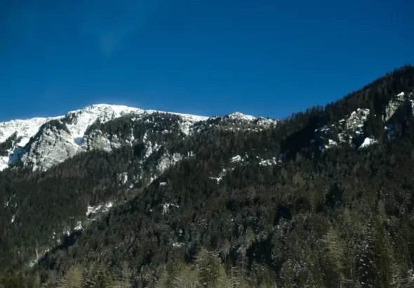 Klimaschutz durch Aufforstung in der Schweiz