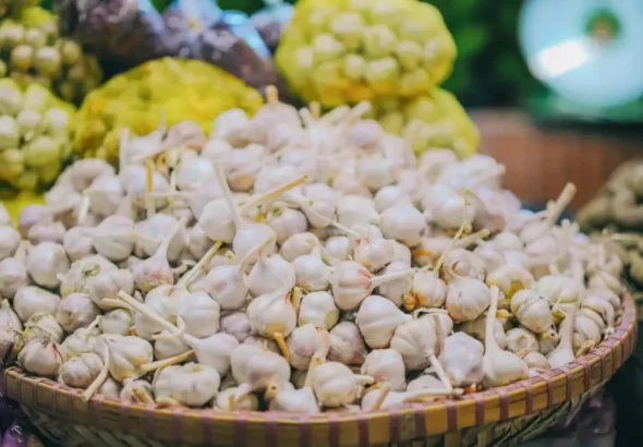 Knoblauch: Eine Wundermedizin