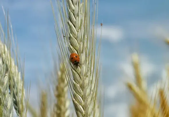 Marienkäfer