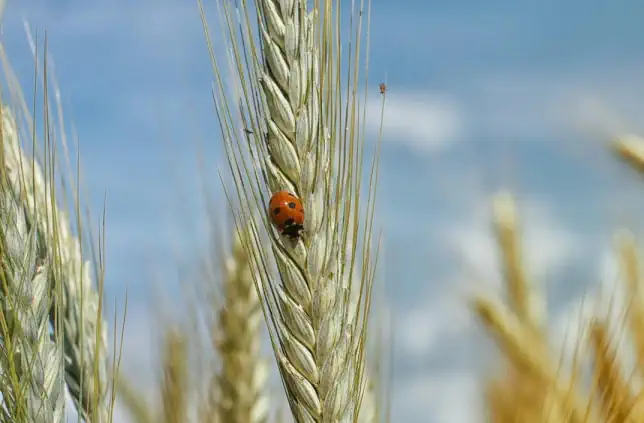 Marienkäfer