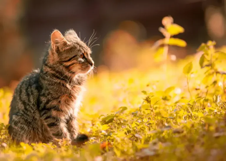 Hauskatzen zum Abschuss freigegeben Doppelmoral der Grünen in  Deutschland