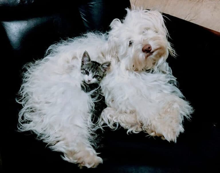 Hundetagesbetreuung & Katzenpension in Bern Muri