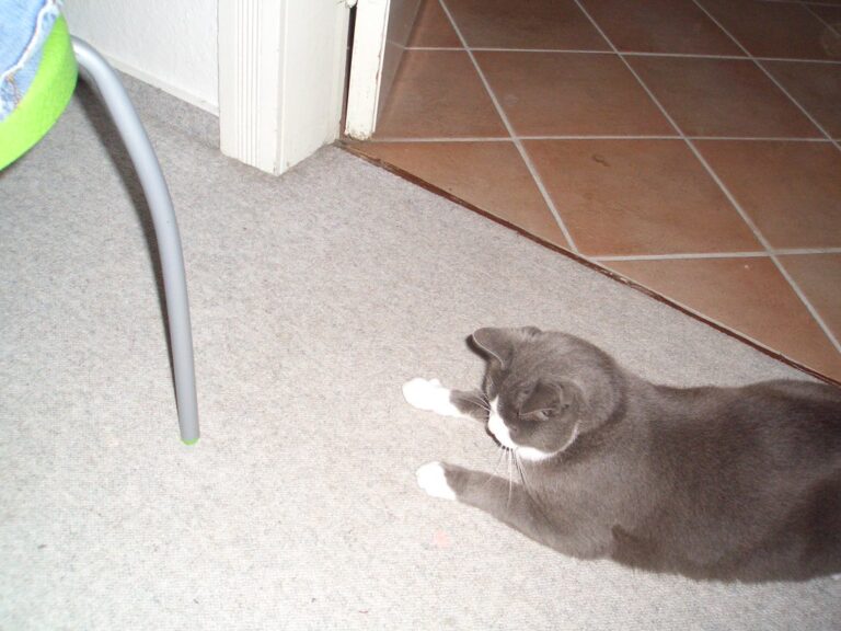 Laserpointer können Katzen und Hunde krank machen