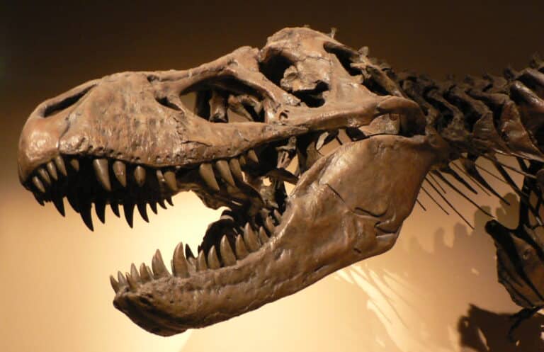 Neues Licht auf den Tyrannosaurus rex: Nanotyrannus als eigenständige Dinosaurier-Art identifiziert