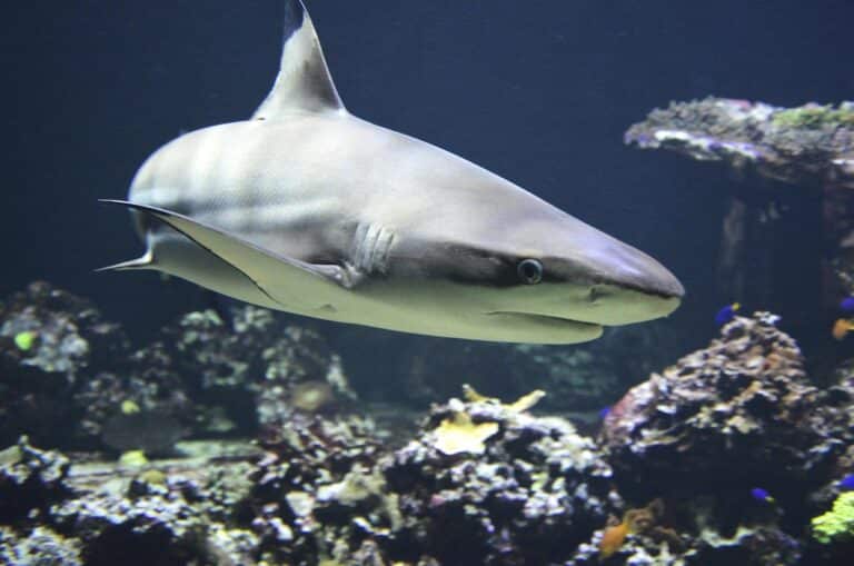 5 things you didn’t know sharks do for you