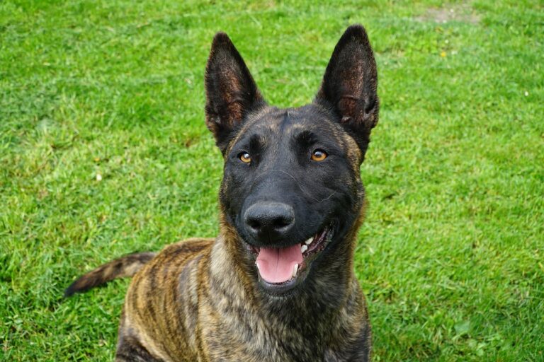 Hund beisst Bub (7) fast tot – und darf weiterleben