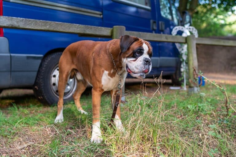 Die optimale Zeit: Wie lange kann ein Hund alleine bleiben?