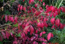 Korkflügelstrauch: Farbenpracht im Wintergarten Im Winter am schönsten: Warum der "brennende Busch" in keinem Garten fehlen darf