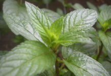 Pfefferminzöl: Das natürliche Heilmittel gegen Erkältung und Wintermüdigkeit Pfefferminzöl: Das natürliche Heilmittel gegen Erkältung und Wintermüdigkeit