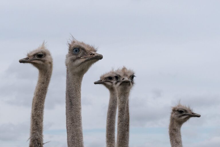 Schweiz verstärkt Vogelgrippe-Schutz landesweit