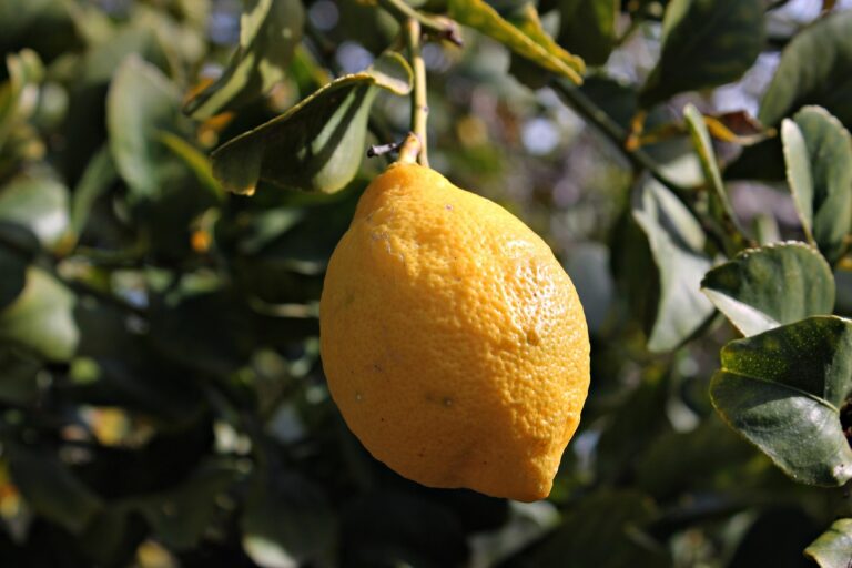 Zitronensaft aus der Flasche: Stecken da überhaupt Vitamine drin?