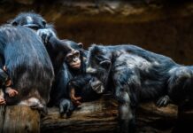 Schimpansen-Kriege: Aggression als Evolutionsvorteil Schimpansen-Kriege: Aggression als Evolutionsvorteil