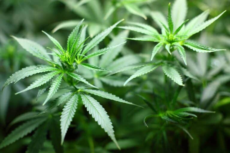 Drogen: Studie zu Cannabis: Steigender Konsumtrend