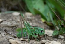 Warzenbeisser: Symbol bedrohter Insektenvielfalt Warzenbeisser: Symbol bedrohter Insektenvielfalt