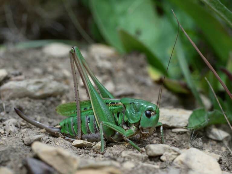 Warzenbeisser: Symbol bedrohter Insektenvielfalt